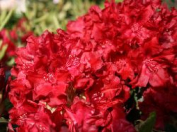 Rhododendron 'Erato', 25-30 cm, Rhododendron Hybride 'Erato', Containerware von Rhododendron Hybride 'Erato'