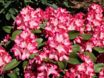 Rhododendron 'Eruption', 30-40 cm, Rhododendron Hybride 'Eruption', Containerware von Rhododendron Hybride 'Eruption'