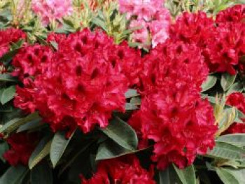 Rhododendron 'Europa 93', 30-40 cm, Rhododendron Hybride 'Europa 93', Containerware von Rhododendron Hybride 'Europa 93'