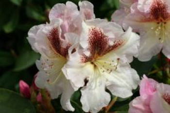 Rhododendron 'Extraordinaire', 30-40 cm, Rhododendron Hybride 'Extraordinaire', Containerware von Rhododendron Hybride 'Extraordinaire'