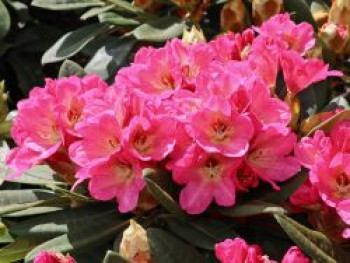 Rhododendron 'Girlspower', 30-40 cm, Rhododendron Hybride 'Girlspower', Containerware von Rhododendron Hybride 'Girlspower'