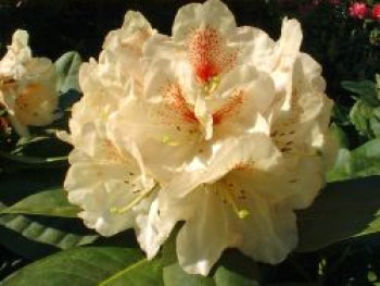 Rhododendron 'Goldbukett', 30-40 cm, Rhododendron Hybride 'Goldbukett', Containerware von Rhododendron Hybride 'Goldbukett'