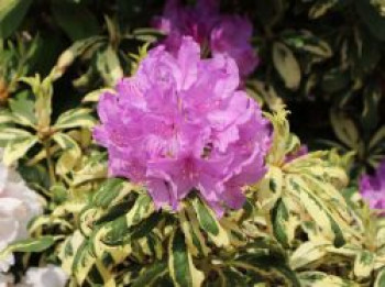 Rhododendron 'Goldflimmer', 25-30 cm, Rhododendron Hybride 'Goldflimmer', Containerware von Rhododendron Hybride 'Goldflimmer'