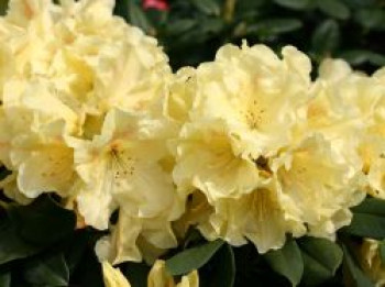 Rhododendron 'Goldinetta' ®, 30-40 cm, Rhododendron Hybride 'Goldinetta' ®, Containerware von Rhododendron Hybride 'Goldinetta' ®