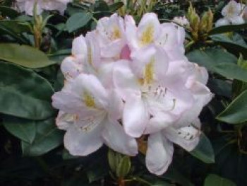 Rhododendron 'Gomer Waterer', 40-60 cm, Rhododendron Hybride 'Gomer Waterer', Containerware von Rhododendron Hybride 'Gomer Waterer'