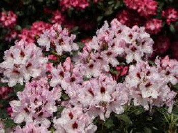 Rhododendron 'Graffito' ®, 60-80 cm, Rhododendron Hybride 'Graffito' ®, Containerware von Rhododendron Hybride 'Graffito' ®