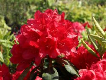 Rhododendron 'Hachmann's Feuerschein', 25-30 cm, Rhododendron Hybride 'Hachmann's Feuerschein', Containerware von Rhododendron Hybride 'Hachmann's Feuerschein'