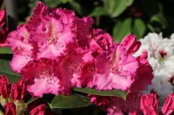 Rhododendron 'Haithabu', 30-40 cm, Rhododendron Hybride 'Haithabu', Containerware von Rhododendron Hybride 'Haithabu'