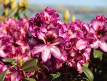 Rhododendron 'Hans Hachmann' ®, 40-50 cm, Rhododendron Hybride 'Hans Hachmann' ®, Containerware von Rhododendron Hybride 'Hans Hachmann' ®