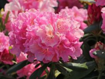Rhododendron 'Helsinki University', 30-40 cm, Rhododendron Hybride 'Helsinki University', Containerware von Rhododendron Hybride 'Helsinki University'