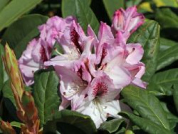 Rhododendron 'Herbstfreude', 40-50 cm, Rhododendron Hybride 'Herbstfreude', Containerware von Rhododendron Hybride 'Herbstfreude'