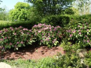 Rhododendron INKARHO ®  'Dufthecke' (Lila), 25-30 cm, Rhododendron Hybride INKARHO ® 'Dufthecke' (Lila), Containerware von Rhododendron Hybride INKARHO ® 'Dufthecke' (Lila)