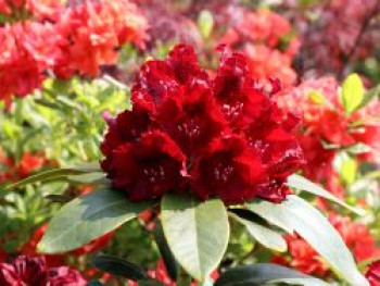 Rhododendron 'Karl Naue', 30-40 cm, Rhododendron Hybride 'Karl Naue', Containerware von Rhododendron Hybride 'Karl Naue'