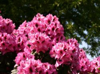 Rhododendron 'Kokardia' ®, 30-40 cm, Rhododendron Hybride 'Kokardia' ®, Containerware von Rhododendron Hybride 'Kokardia' ®