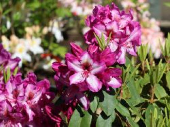 Rhododendron 'Kronprins Frederik', 30-40 cm, Rhododendron Hybride 'Kronprins Frederik', Containerware von Rhododendron Hybride 'Kronprins Frederik'