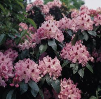 Rhododendron 'Lady Annet de Trafford', 30-40 cm, Rhododendron Hybride 'Lady Annette de Trafford', Containerware Rhododendron 'Lady Annet de Trafford', 30-40 cm, Rhododendron Hybride 'Lady Annette de Trafford', Containerware von Rhododendron Hybride 'Lady Annette de Trafford'