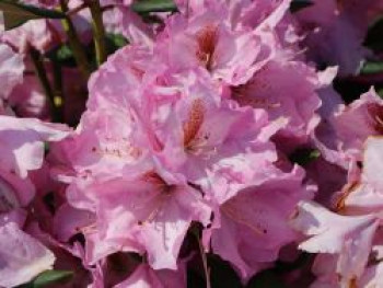 Rhododendron 'Lavender Princess', 40-50 cm, Rhododendron Hybride 'Lavender Princess', Containerware von Rhododendron Hybride 'Lavender Princess'