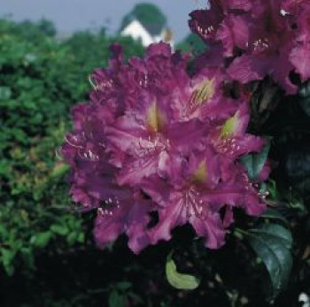 Rhododendron 'Libretto', 30-40 cm, Rhododendron Hybride 'Libretto', Containerware von Rhododendron Hybride 'Libretto'