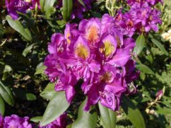 Rhododendron 'Marcel Menard', 30-40 cm, Rhododendron Hybride 'Marcel Menard', Containerware von Rhododendron Hybride 'Marcel Menard'