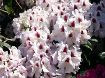 Rhododendron 'Marsalla', 30-40 cm, Rhododendron Hybride 'Marsalla', Containerware von Rhododendron Hybride 'Marsalla'