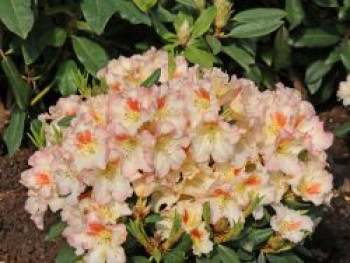 Rhododendron 'Marylou', 30-40 cm, Rhododendron Hybride 'Marylou', Containerware von Rhododendron Hybride 'Marylou'