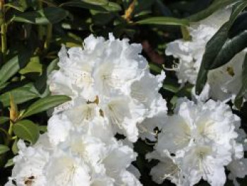Rhododendron 'Minas Snow', 30-40 cm, Rhododendron Hybride 'Minas Snow', Containerware von Rhododendron Hybride 'Minas Snow'