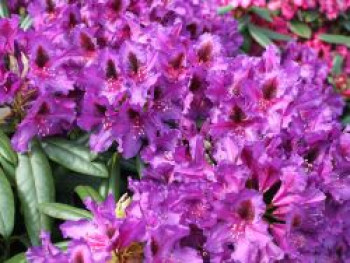 Rhododendron 'Mogambo', 40-50 cm, Rhododendron Hybride 'Mogambo', Containerware von Rhododendron Hybride 'Mogambo'
