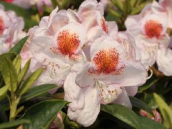 Rhododendron 'Mrs.T.H.Lowinsky', 30-40 cm, Rhododendron Hybride 'Mrs. T. H. Lowinsky', Containerware von Rhododendron Hybride 'Mrs. T. H. Lowinsky'