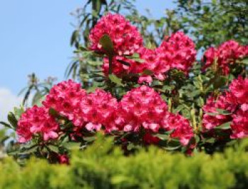 Rhododendron 'Nova Zembla', 30-40 cm, Rhododendron Hybride 'Nova Zembla', Containerware von Rhododendron Hybride 'Nova Zembla'