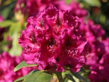Rhododendron 'Olin O. Dobbs', 60-80 cm, Rhododendron Hybride 'Olin O. Dobbs', Containerware von Rhododendron Hybride 'Olin O. Dobbs'