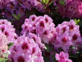 Rhododendron 'Pfauenauge' ®, 40-60 cm, Rhododendron Hybride 'Pfauenauge' ®, Containerware von Rhododendron Hybride 'Pfauenauge' ®