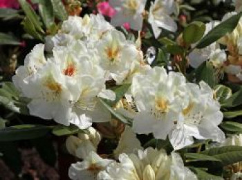 Rhododendron 'Phyllis Korn', 30-40 cm, Rhododendron Hybride 'Phyllis Korn', Containerware von Rhododendron Hybride 'Phyllis Korn'