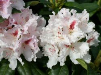 Rhododendron 'Progres', 30-40 cm, Rhododendron Hybride 'Progres', Containerware Rhododendron 'Progres', 30-40 cm, Rhododendron Hybride 'Progres', Containerware von Rhododendron Hybride 'Progres'
