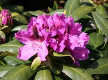 Rhododendron 'Rasputin', 60-70 cm, Rhododendron Hybride 'Rasputin', Containerware Rhododendron 'Rasputin', 60-70 cm, Rhododendron Hybride 'Rasputin', Containerware von Rhododendron Hybride 'Rasputin'