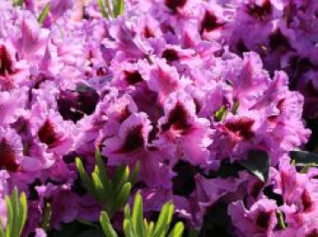 Rhododendron 'Rhododendronpark Graal-Müritz', 40-50 cm, Rhododendron Hybride 'Rhododendronpark Graal-Müritz', Containerware von Rhododendron Hybride 'Rhododendronpark Graal-Müritz'