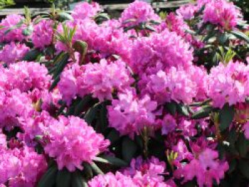 Rhododendron 'Roseum Pink', 40-50 cm, Rhododendron Hybride 'Roseum Pink', Containerware Rhododendron 'Roseum Pink', 40-50 cm, Rhododendron Hybride 'Roseum Pink', Containerware von Rhododendron Hybride 'Roseum Pink'