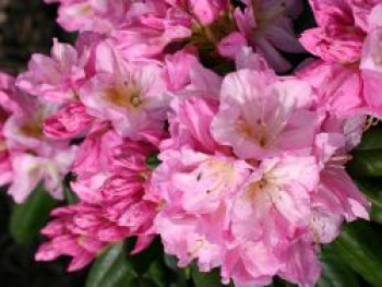 Rhododendron 'Scintillation', 30-40 cm, Rhododendron Hybride 'Scintillation', Containerware von Rhododendron Hybride 'Scintillation'