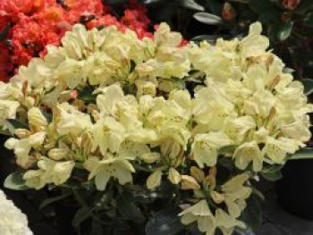 Rhododendron 'Stadt Westerstede', 30-40 cm, Rhododendron Hybride 'Stadt Westerstede', Containerware von Rhododendron Hybride 'Stadt Westerstede'