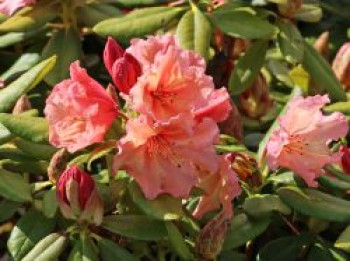 Rhododendron 'Sun Glory', 30-40 cm, Rhododendron Hybride 'Sun Glory', Containerware von Rhododendron Hybride 'Sun Glory'