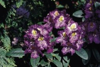Rhododendron 'Tamarindos', 40-60 cm, Rhododendron Hybride 'Tamarindos', Containerware von Rhododendron Hybride 'Tamarindos'