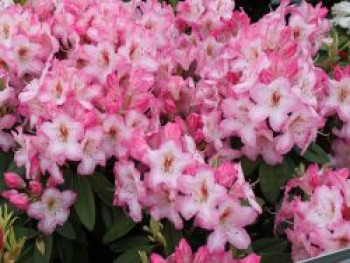 Rhododendron 'Ulrike Jost', 50-60 cm, Rhododendron Hybride 'Ulrike Jost', Containerware von Rhododendron Hybride 'Ulrike Jost'