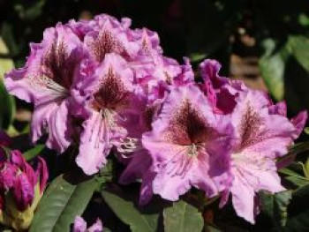 Rhododendron 'Violette Funken', 30-40 cm, Rhododendron Hybride 'Violette Funken', Containerware von Rhododendron Hybride 'Violette Funken'