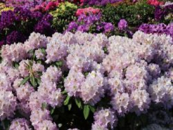 Rhododendron 'Virginia Delp', 30-40 cm, Rhododendron Hybride 'Virginia Delp', Containerware von Rhododendron Hybride 'Virginia Delp'