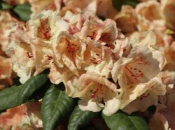 Rhododendron 'Viscy', 40-50 cm, Rhododendron Hybride 'Viscy', Containerware von Rhododendron Hybride 'Viscy'