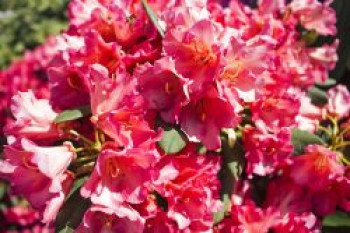 Rhododendron 'Vorwerk Abendsonne', 30-40 cm, Rhododendron Hybride 'Vorwerk Abendsonne', Containerware von Rhododendron Hybride 'Vorwerk Abendsonne'