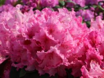 Rhododendron 'Walküre' ®, 30-40 cm, Rhododendron Hybride 'Walküre' ®, Containerware von Rhododendron Hybride 'Walküre' ®
