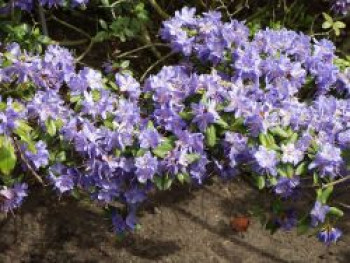 Rhododendron 'Saphirblau', 25-30 cm, Rhododendron augustinii 'Saphirblau', Containerware von Rhododendron augustinii 'Saphirblau'
