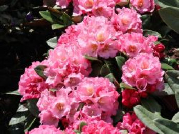 Rhododendron 'Elya', 30-40 cm, Rhododendron bureavii 'Elya', Containerware von Rhododendron bureavii 'Elya'