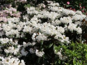 Rhododendron 'Volce', 30-40 cm, Rhododendron bureavii 'Volce', Containerware von Rhododendron bureavii 'Volce'