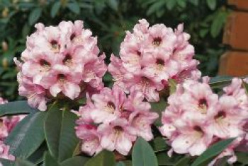 Rhododendron 'Monteverdi', 25-30 cm, Rhododendron calophytum 'Monteverdi', Containerware von Rhododendron calophytum 'Monteverdi'
